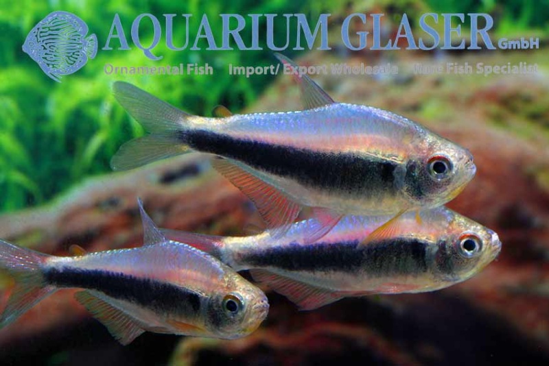 Aquarium Glaser-GmbH - Page 7 Redblu10