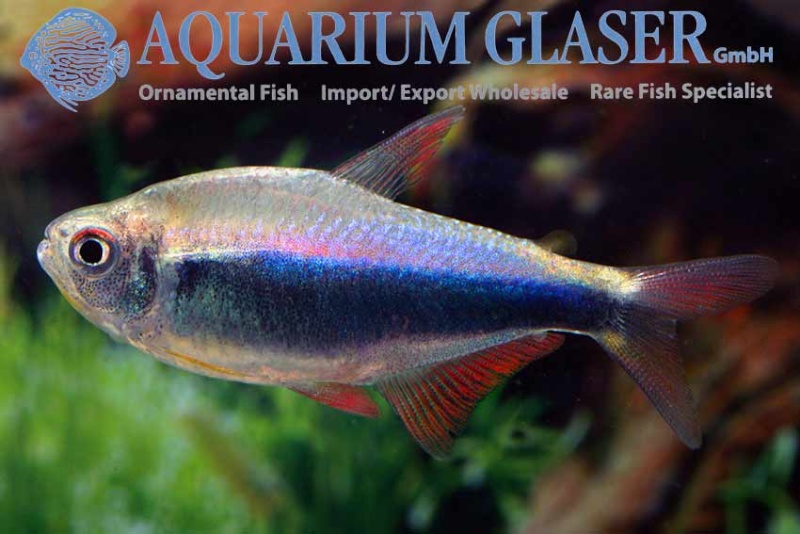 Aquarium Glaser-GmbH - Page 7 Redblu12