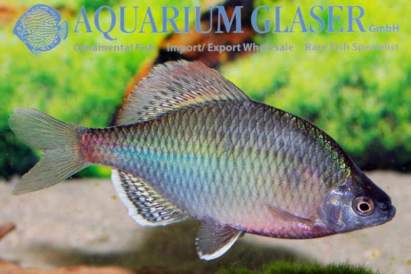 Aquarium Glaser-GmbH - Page 7 Tokio10