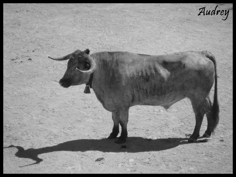 Voyage en Camargue ! P1020611