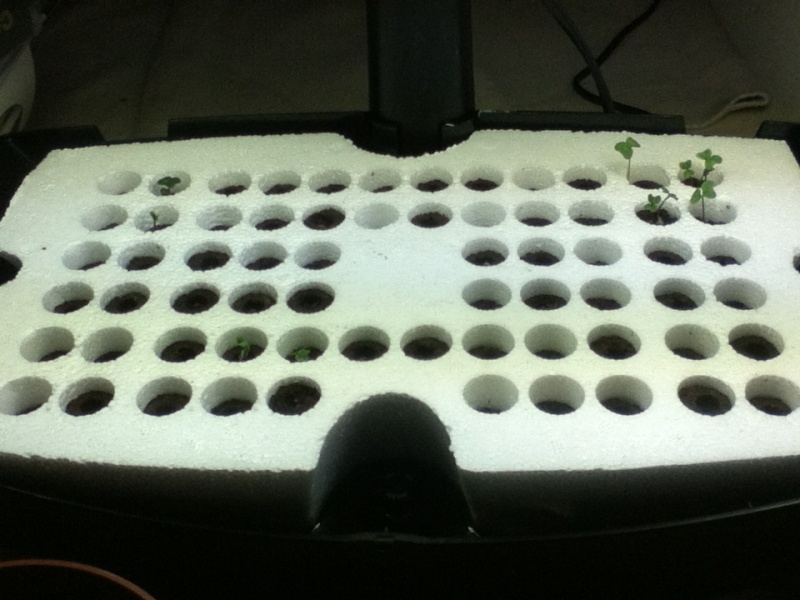 AeroGarden for starting seeds? Aero1810