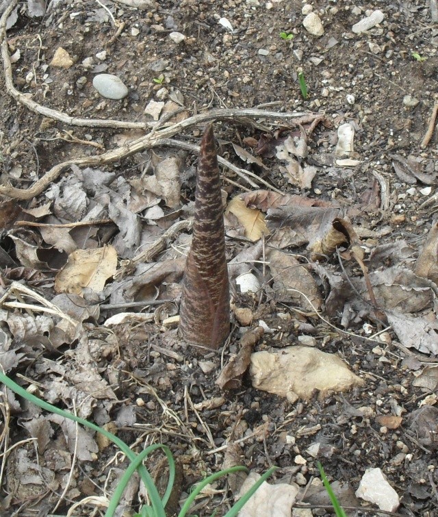 Gouet serpentaire dracunculus vulgaris Lis_pu10