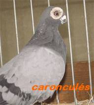 Les Pigeons d'ornement (fantaisie) Caro310