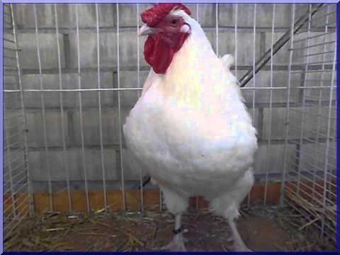 la poule Charollaise Coq11