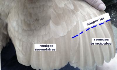 comment couper l'aile d'une poule Coupe212