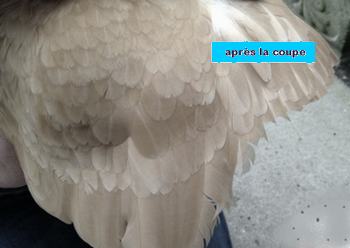 comment couper l'aile d'une poule Coupe310