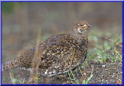 une ville qui s'appelle Poule Grouse10
