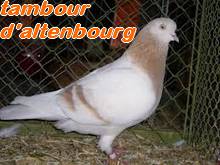 Les Pigeons d'ornement (fantaisie) Tambou10