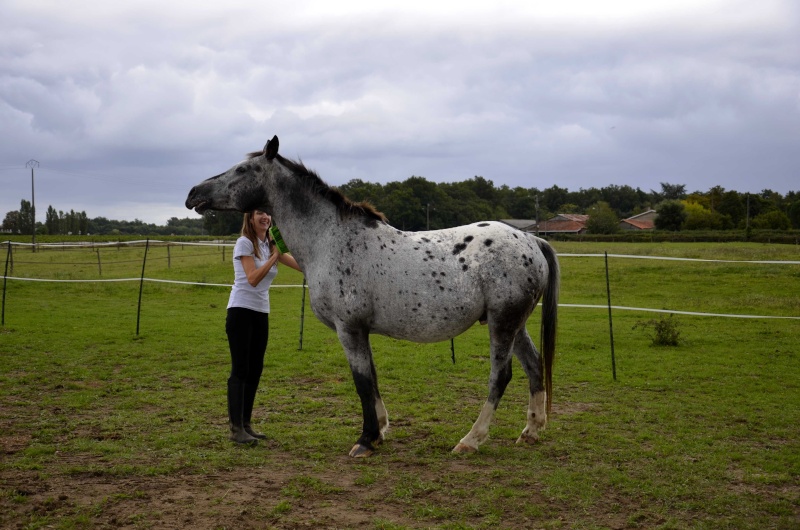 Eclipse hongre adopté Cathy33 et Yann33 - Page 2 _jus3810