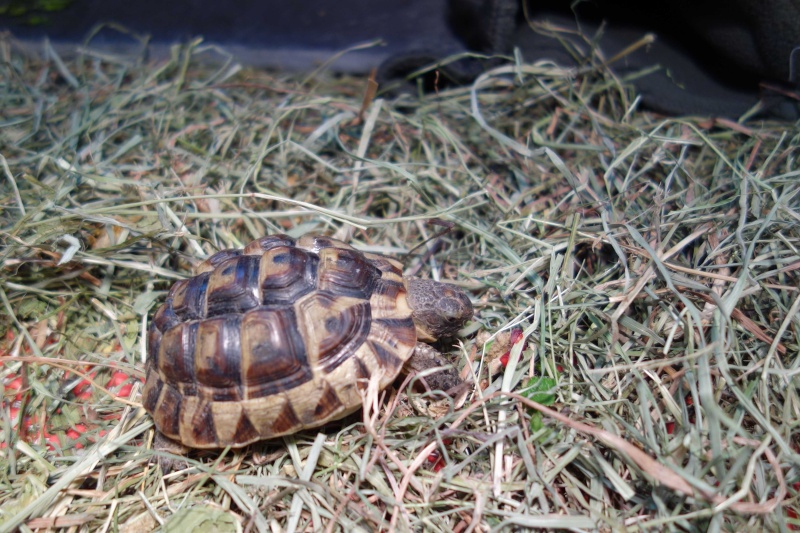 SPEEDY Dsc04715