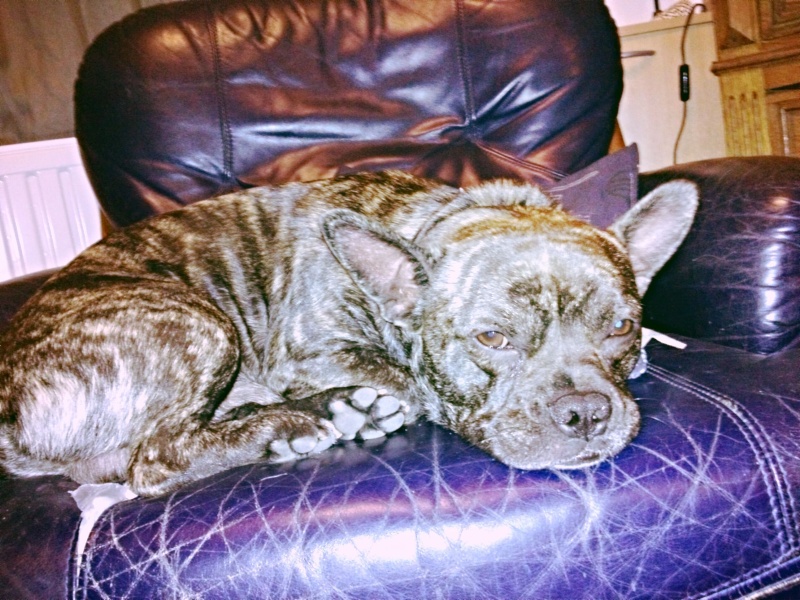 bouledogue francais croiser staff ? Ici on parle de bouledogues Nimo