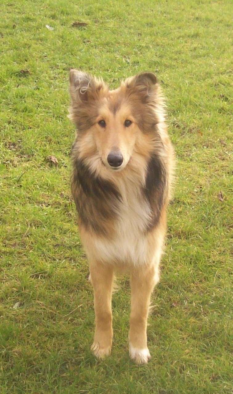 Le topic de Taïga, croisée colley/berger belge tervuren <3 100_0410