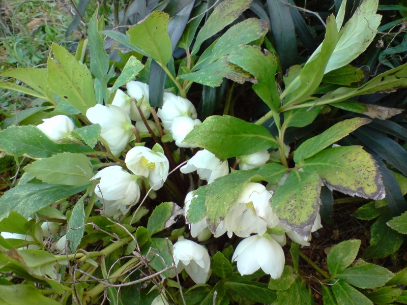 Helleborus niger ou Rose de noel ou Hellebore - Page 7 P1202118