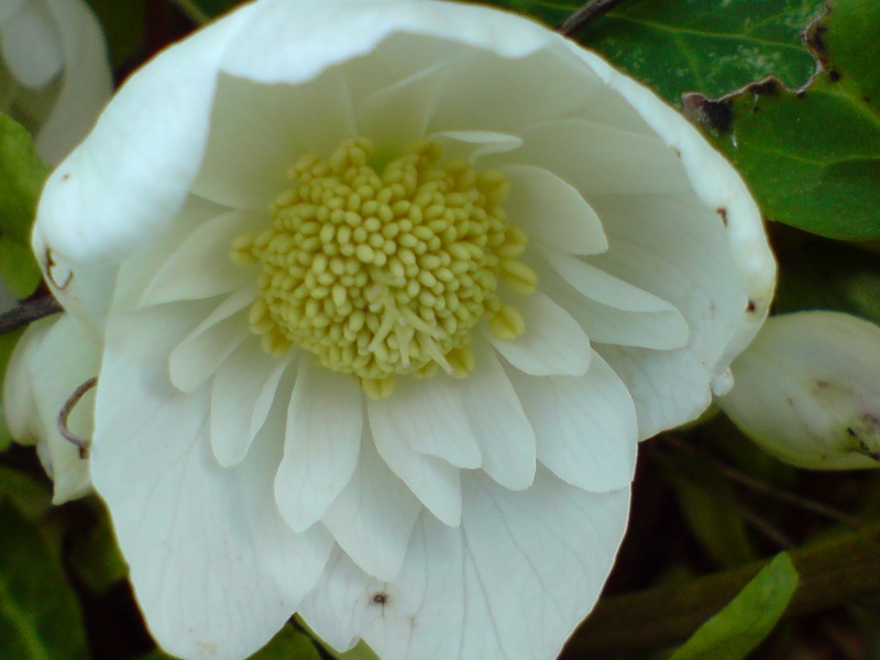 Helleborus niger ou Rose de noel ou Hellebore - Page 7 P1202119