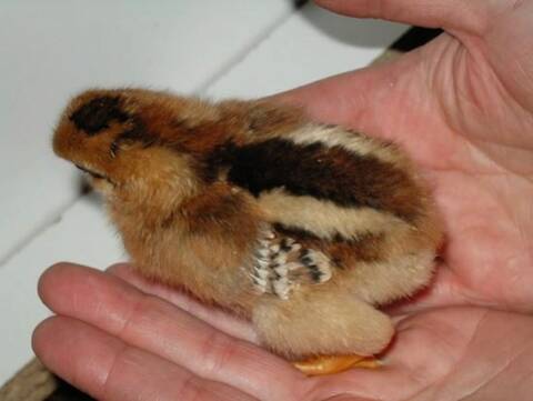 Sexage Poussin Precisions