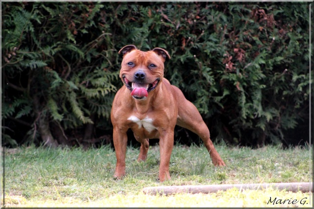 Faya Izarra Xakur (Staffie) 1311