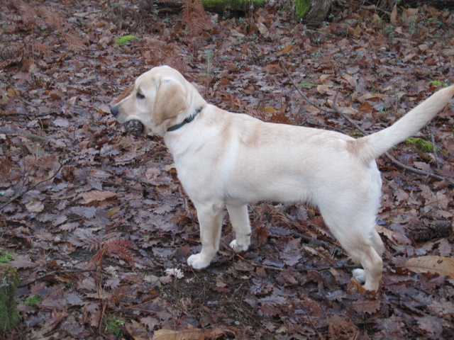 Fast jeune mâle labrador sable inscrit au lof - ADOPTE 2011_012