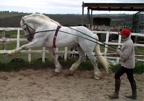 LONGER son cheval - pourquoi et comment ! - Page 27 610