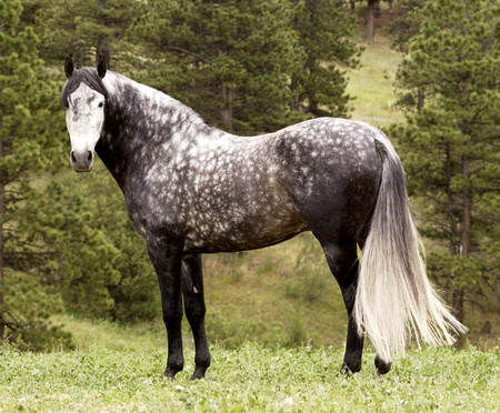 Ghost-stallion 13249510