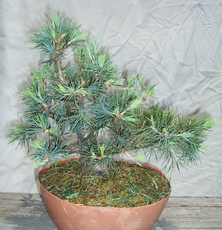 Cedrus deodar shohin layer 100_6110