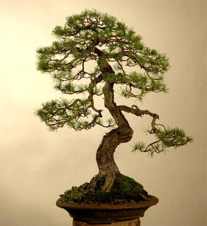 naturalistic Scots Pine Waldki10