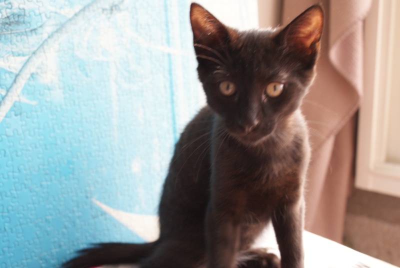 IOURI, chaton mâle noir, né le 20/05/13 Aout_210