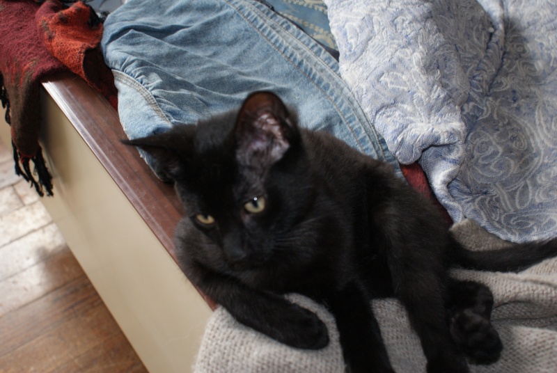 IOURI, chaton mâle noir, né le 20/05/13 Dsc00510