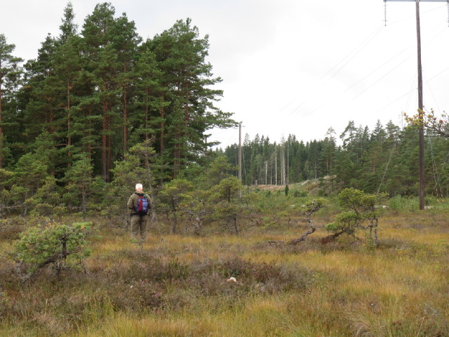 Collected swedish pinus sylvestris Img_3224