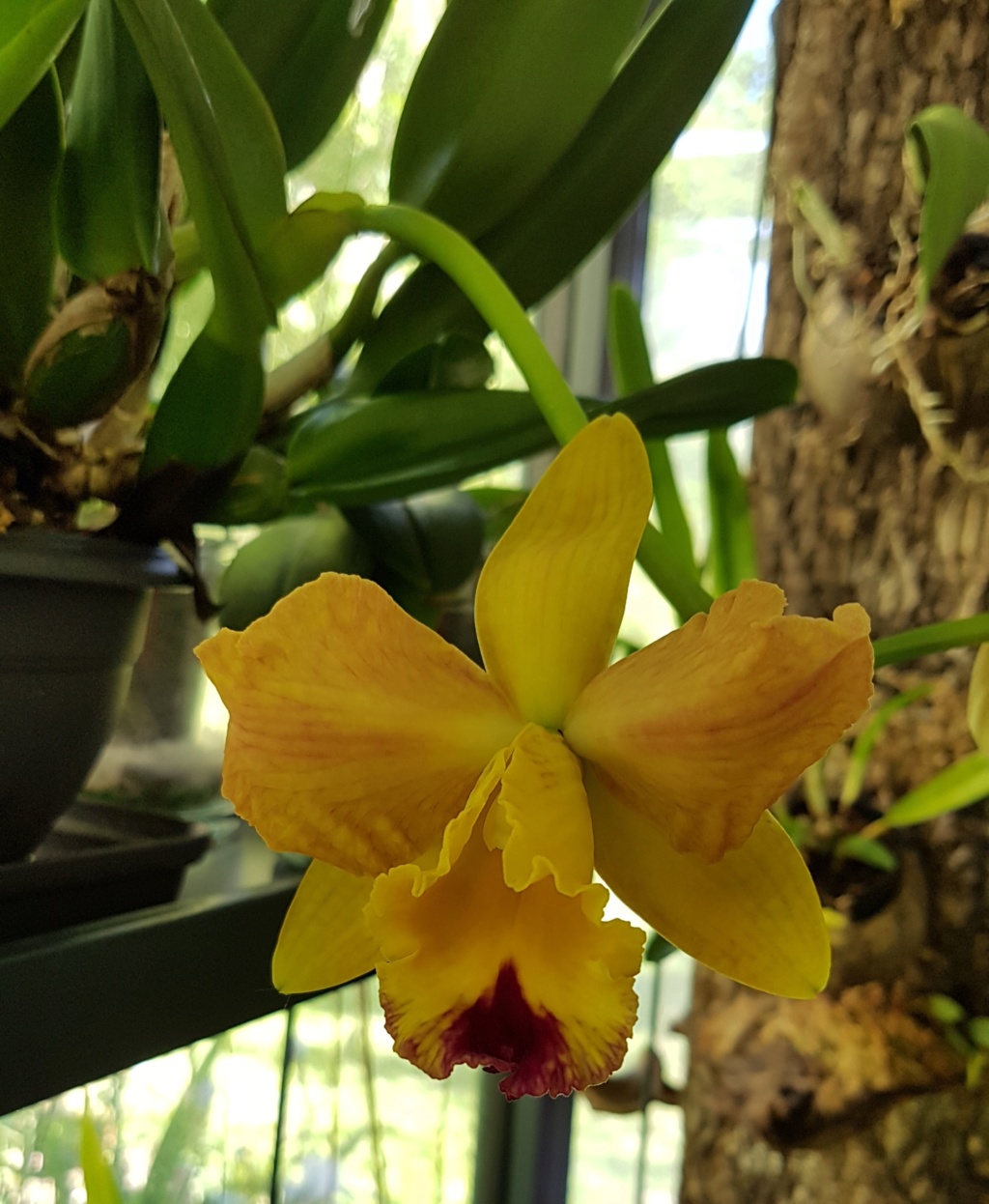 Cattleya hybride Cattle21