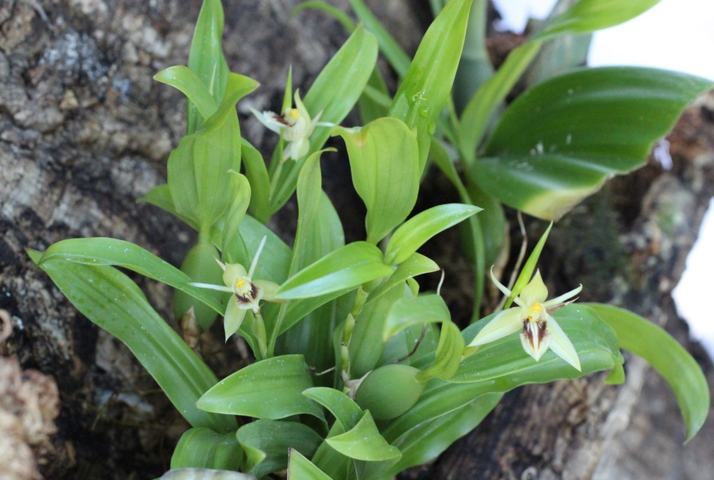 Coelogyne fimbriata Coelog13