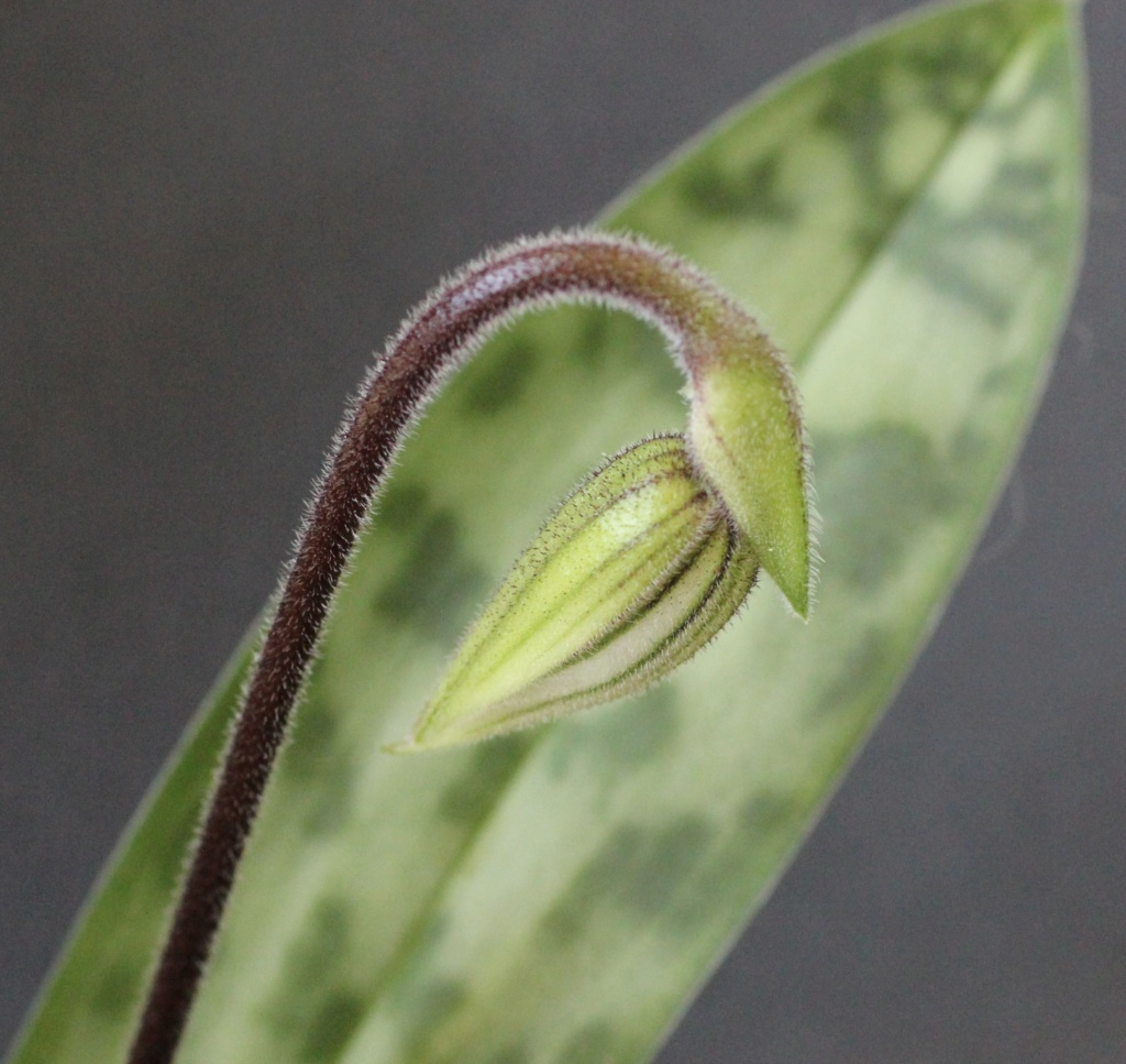 Paphiopedilum purpuratum Paphio11