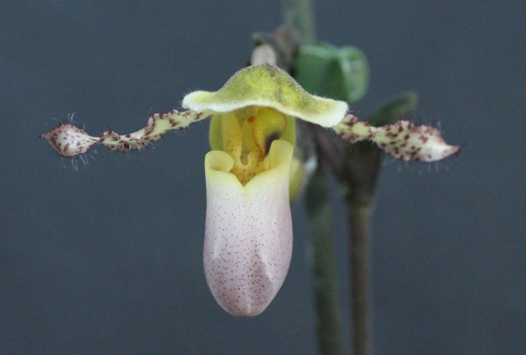 Paphiopedilum Pinocchio Paphio24