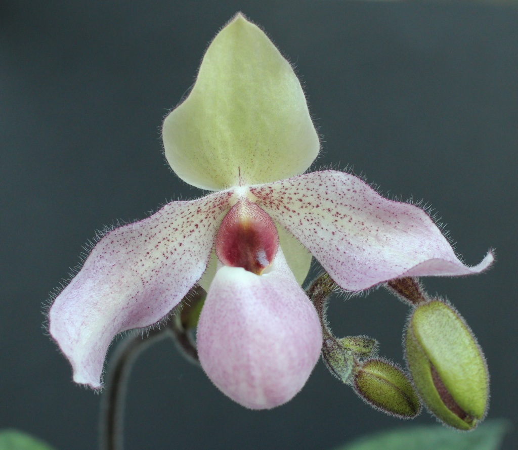 Paphiopedilum Delophyllum Paphio34