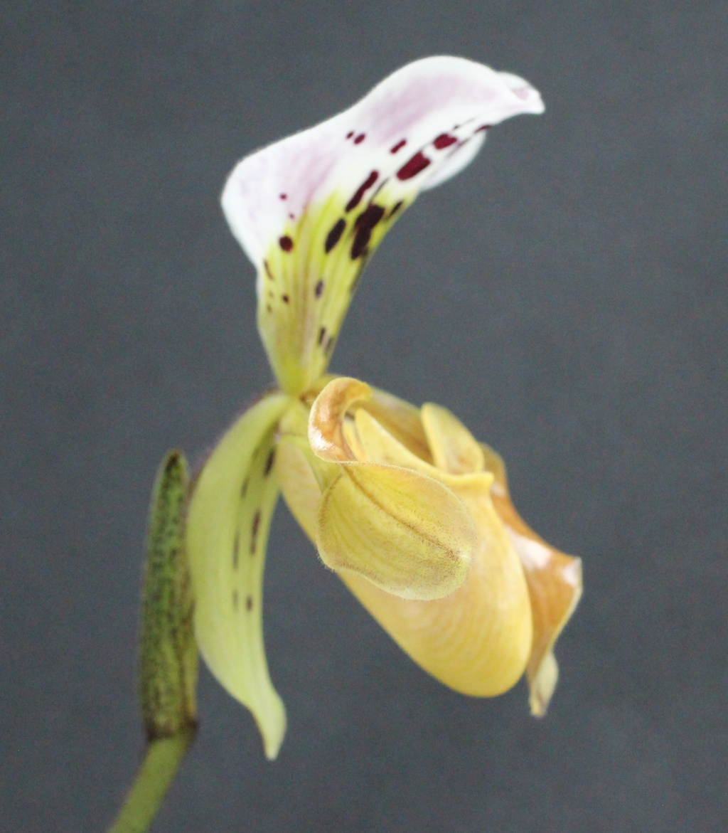 Paphiopedilum gratrixianum Paphio45