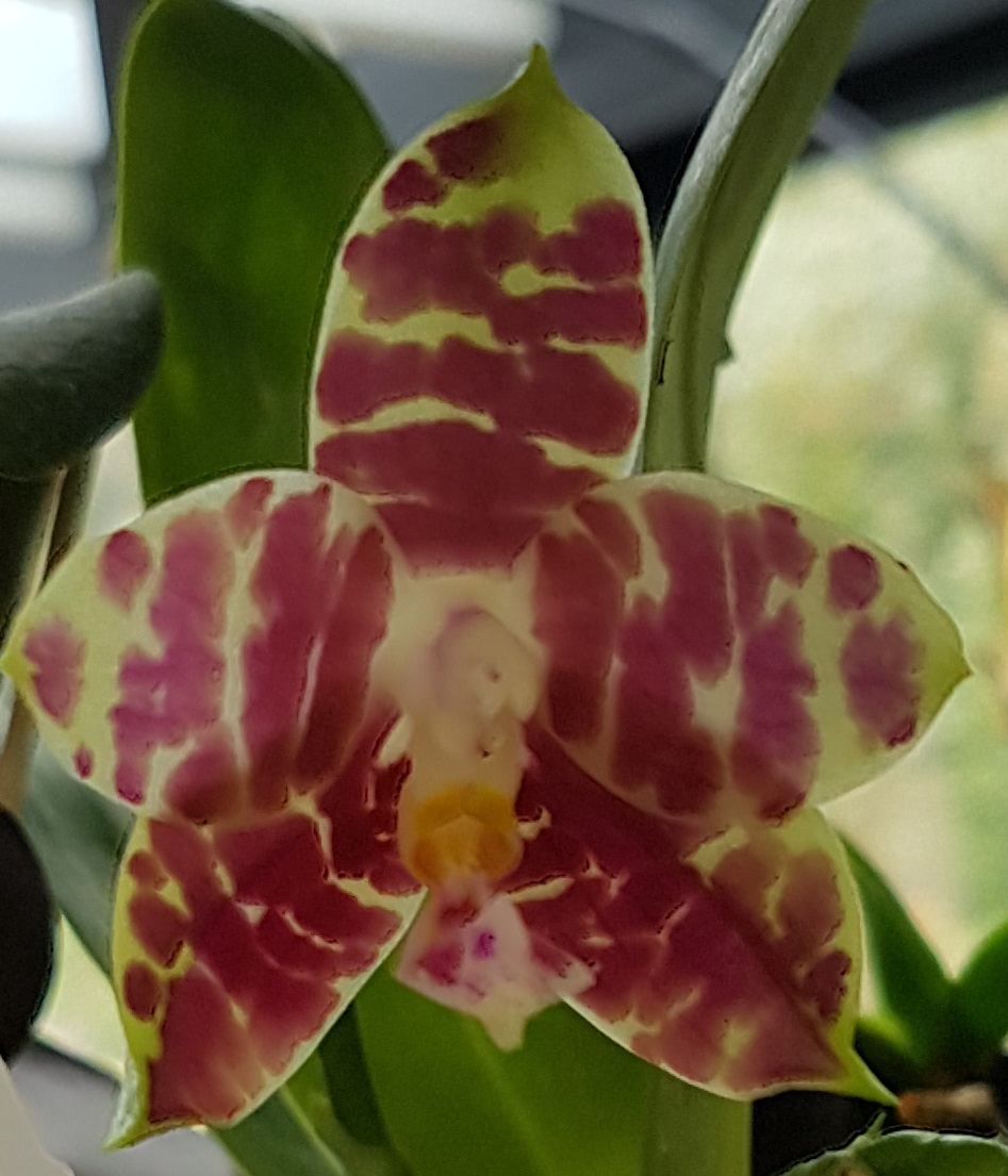 Phalaenopsis amboinensis Phalae26