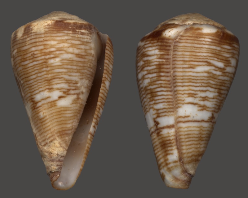 Conus (Lautoconus) crotchii   Reeve, 1849 Crotch10