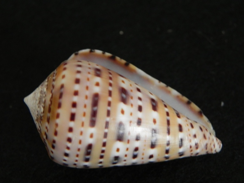  Conus (Kalloconus) genuanus  Linnaeus, 1758 Dscn4411
