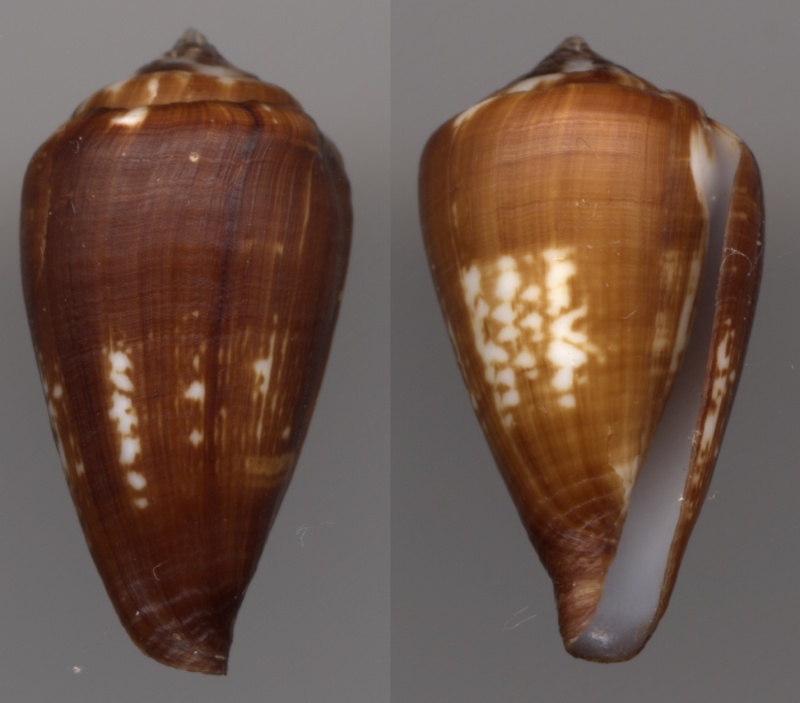 silviae - Conus (Lautoconus) silviae (Cossignani, 2014) voir Conus (Lautoconus) fuscoflavus Morro_10