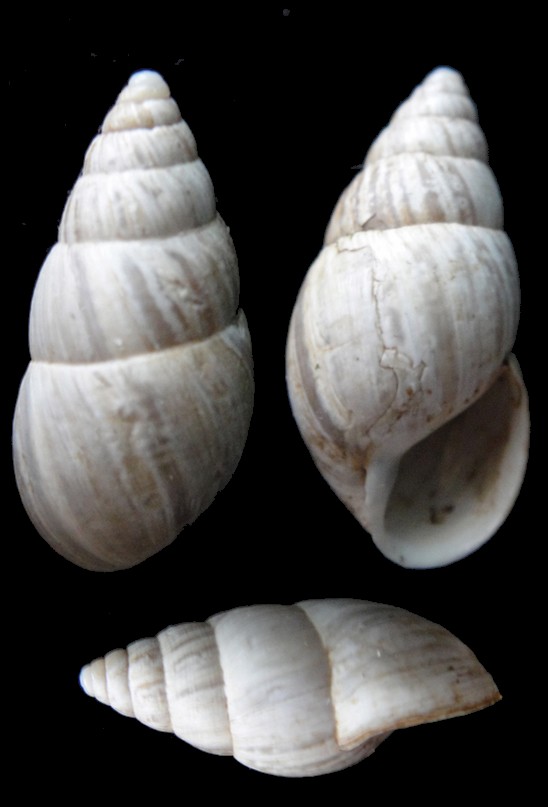 Zebrina detrita (Müller, 1774) Zebrin10