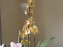 Mes orchidées P3270911