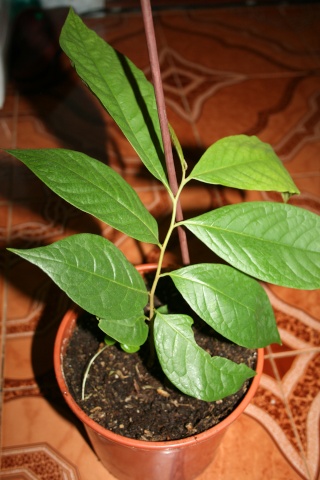 Qui veut cultiver paw paw / Asimina triloba (asiminier)? - Page 3 Asimin10