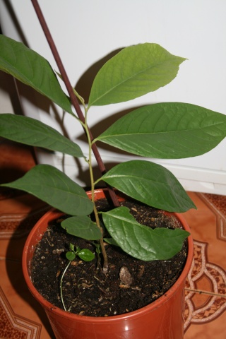Qui veut cultiver paw paw / Asimina triloba (asiminier)? - Page 3 Asimin11