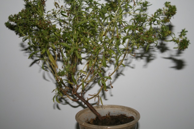   bonsaï  - Satureja hortensis Bonsaa11