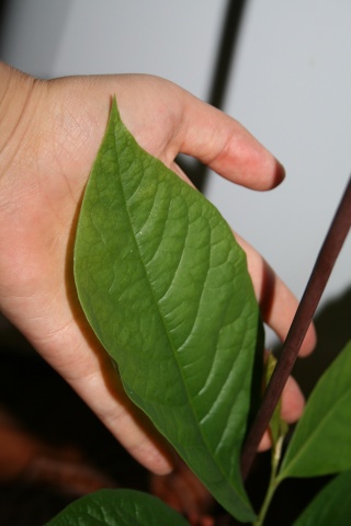 Qui veut cultiver paw paw / Asimina triloba (asiminier)? - Page 3 Cultur10