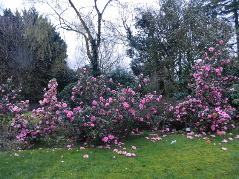 Les Camellias: variétés, floraison, culture. Saison 2012 - 2013 - Page 17 00410