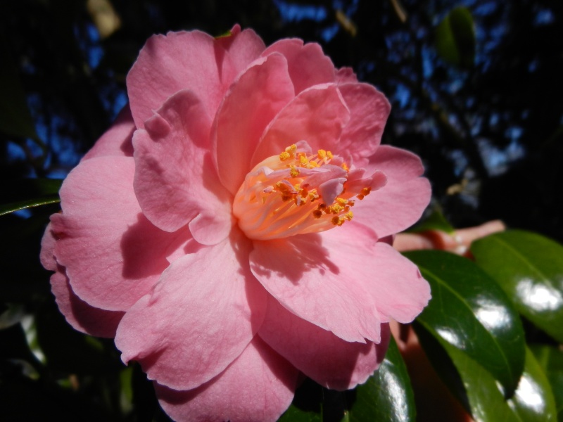 Les Camellias: variétés, floraison, culture. Saison 2012 - 2013 - Page 14 01210