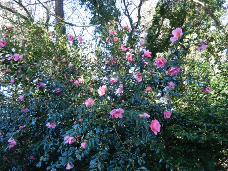 Les Camellias: variétés, floraison, culture. Saison 2012 - 2013 - Page 14 01510