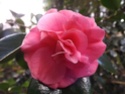 Camellia - choix & conseils de culture 00115