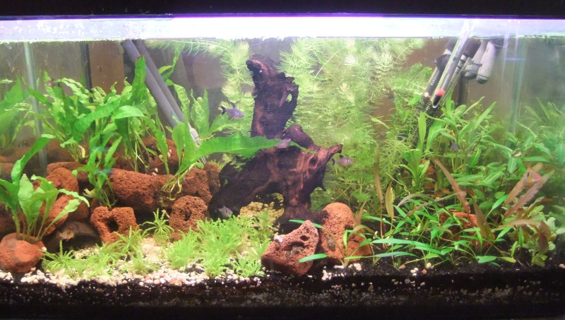 Mes aquariums : Dscf1114