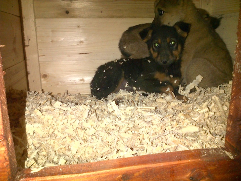 RUBIS, chiot femelle x berger, née env août 2014 (Pascani) - adoptée par Déborah (dpt13) -.décédée 10756410
